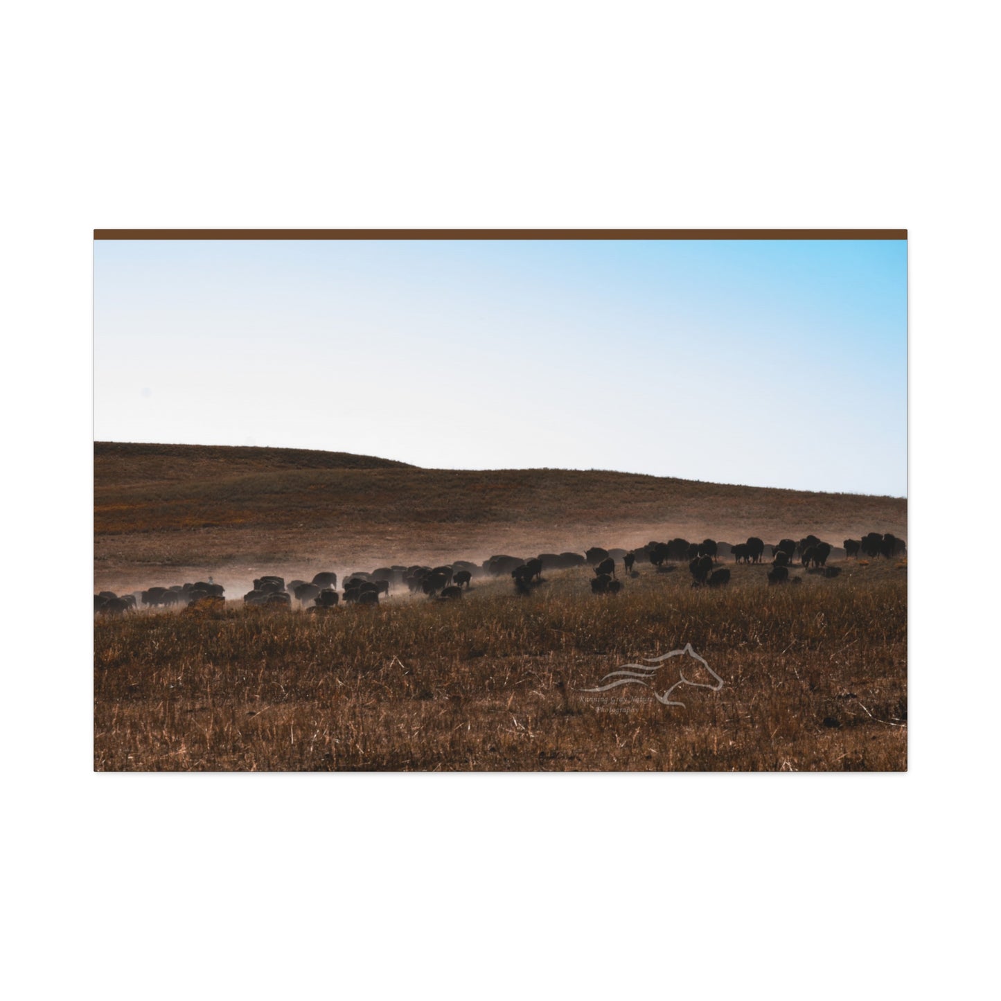 Buffalo Herd Canvas