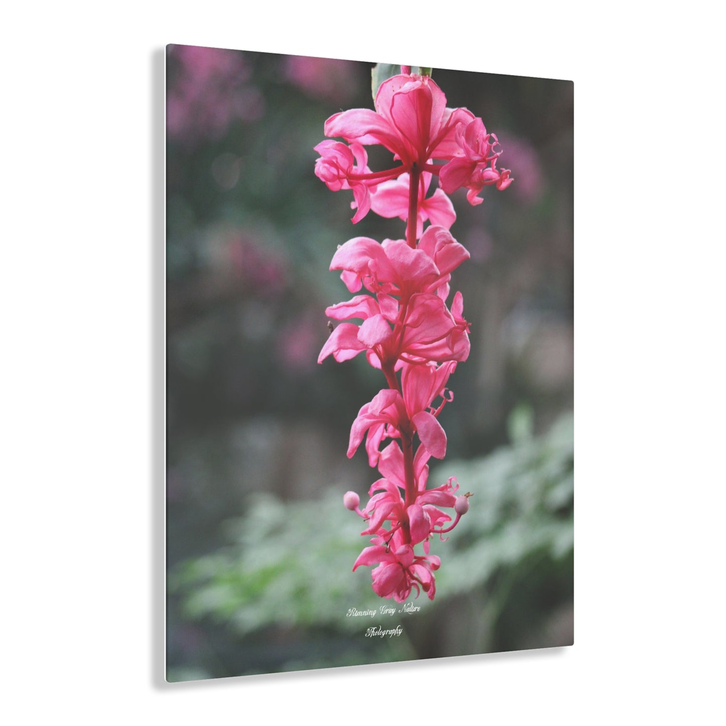 Showy Medinilla Acrylic Prints