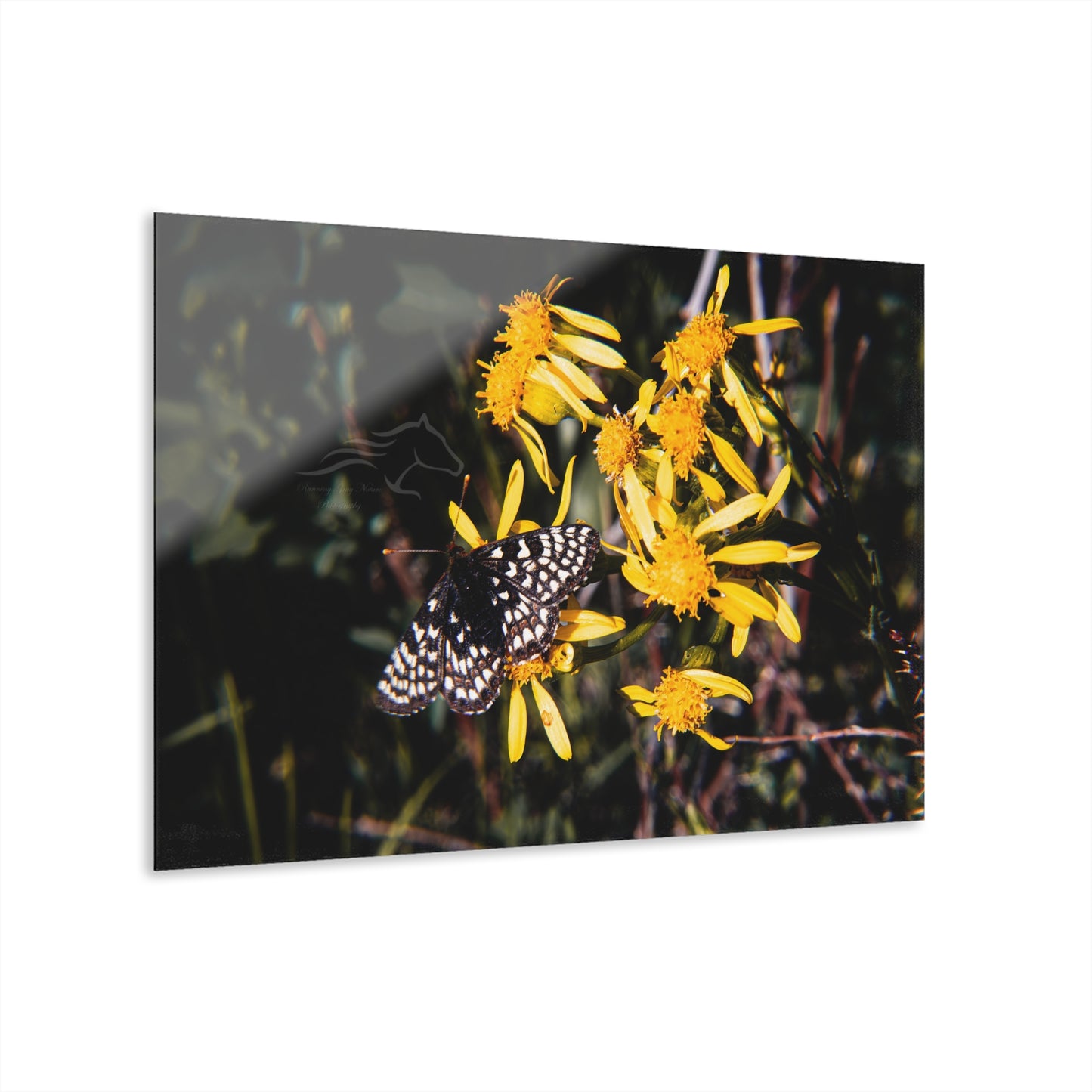 Butterfly Bloom Acrylic