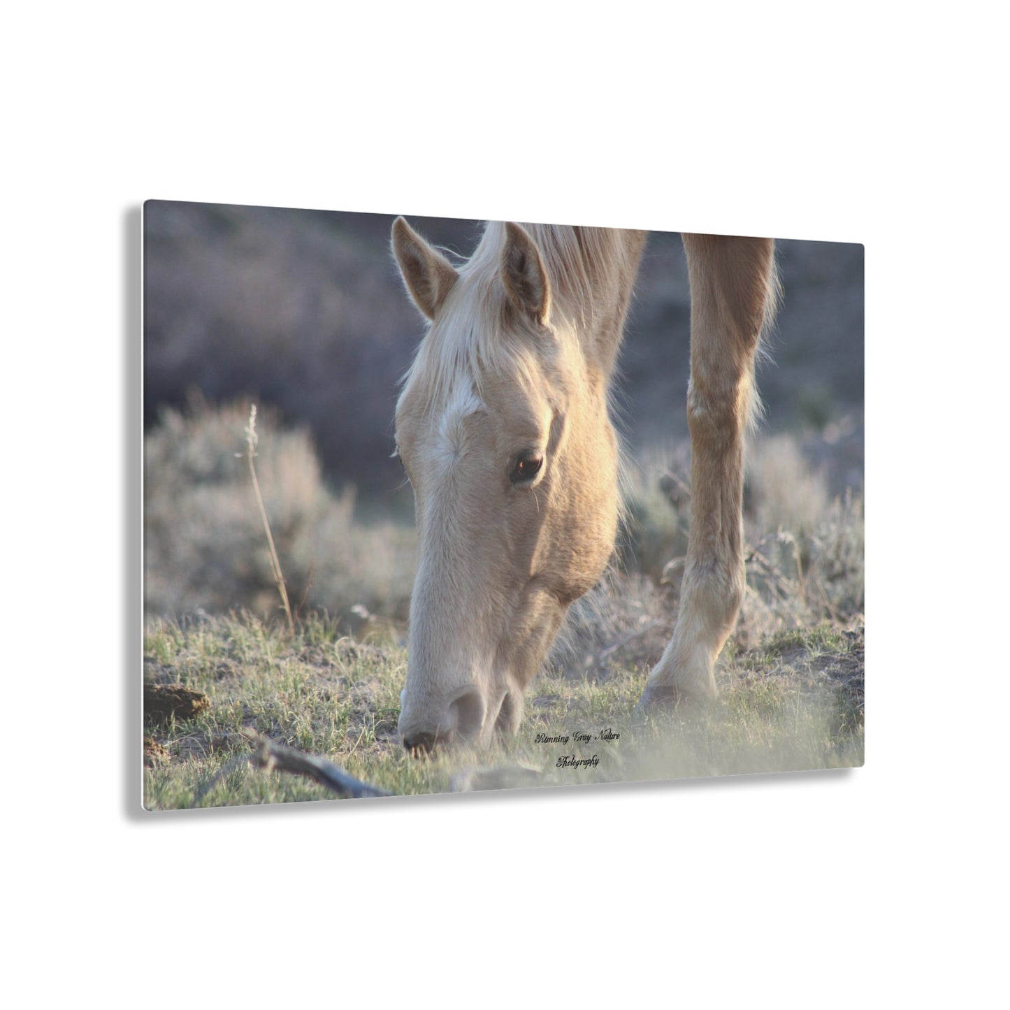 Beautiful Blonde Acrylic Prints