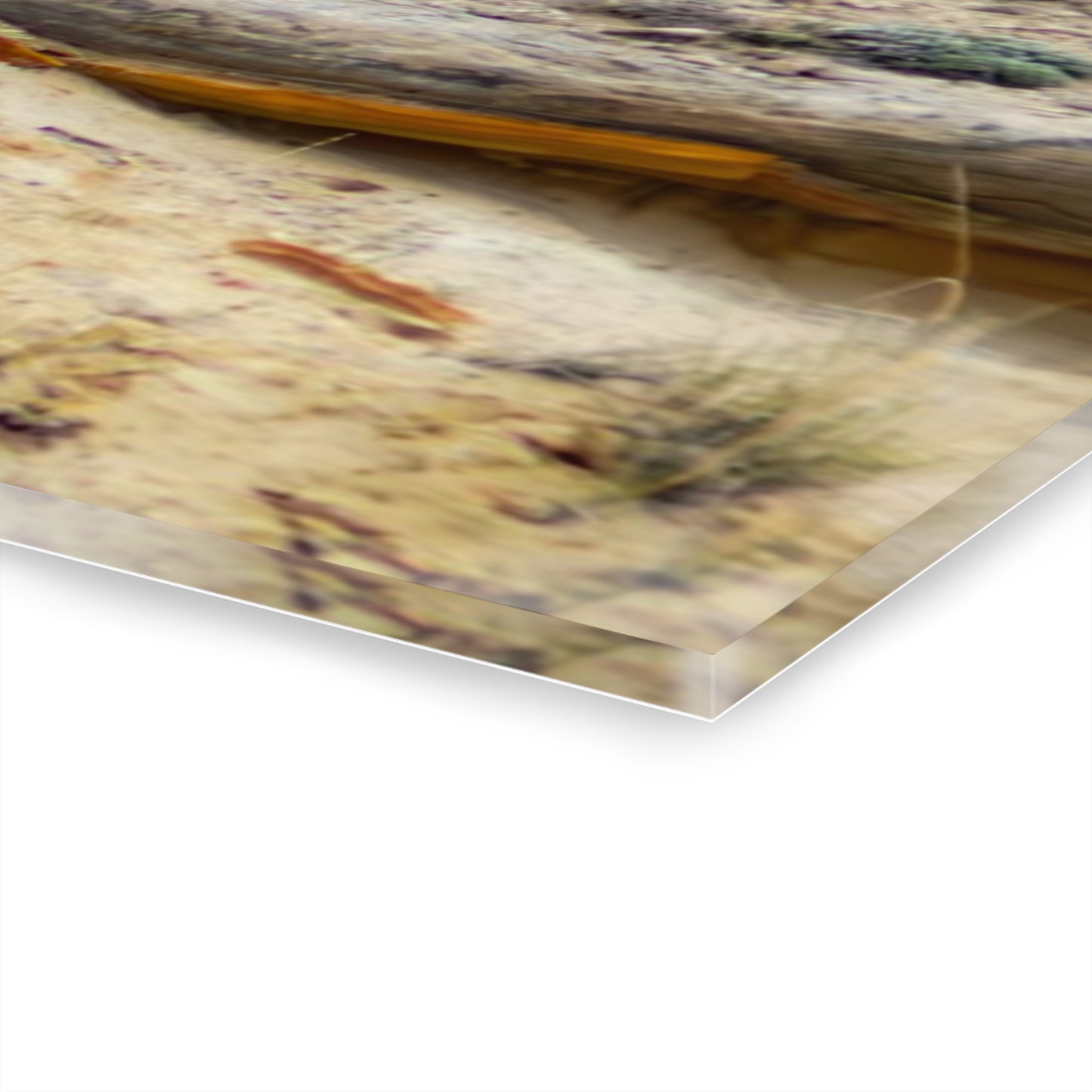 Swift Fox and an Eagle