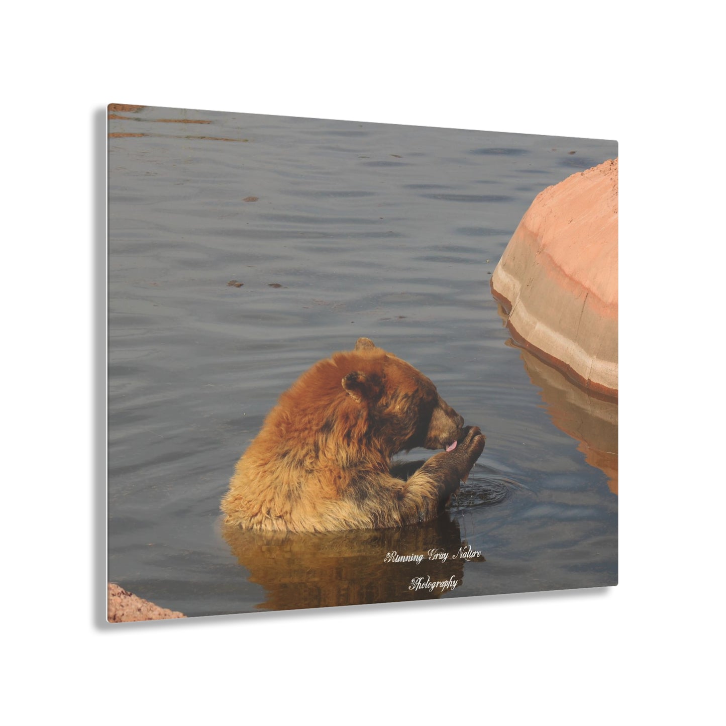 Bear in the Water Acrylic Prints