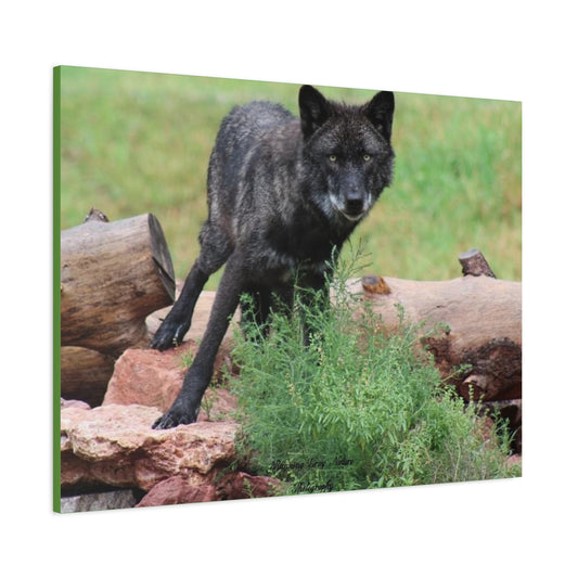 Black Wolf Matte Canvas, Stretched, 1.25"