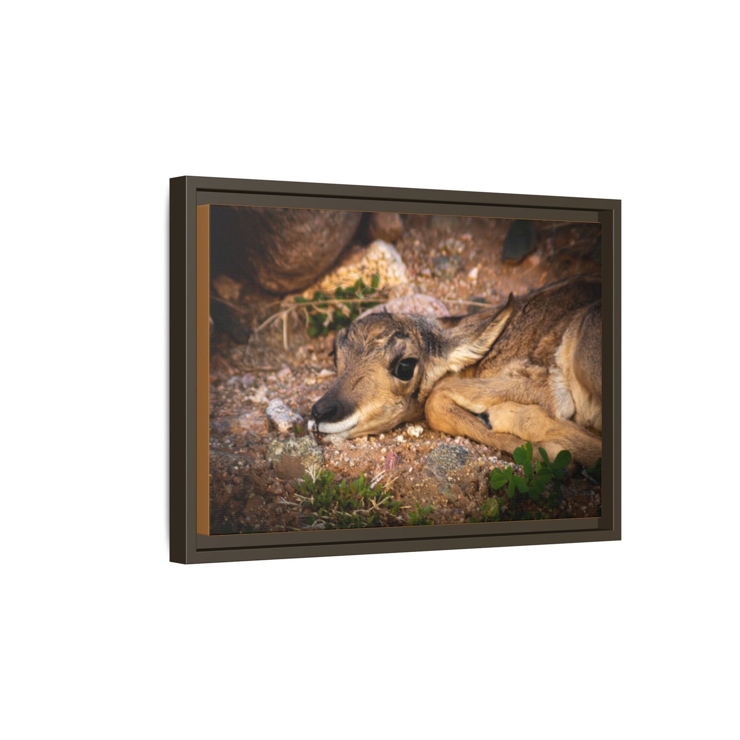 Baby Antelope Framed Canvas