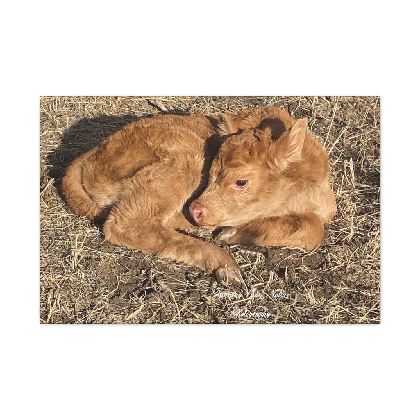 Baby Calf Matte Canvas, Stretched, 1.25"