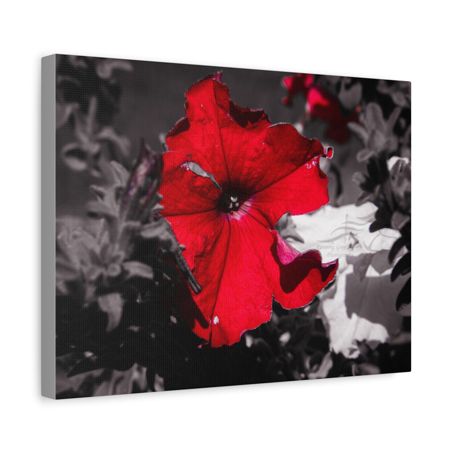 Black and Red Flower Canvas