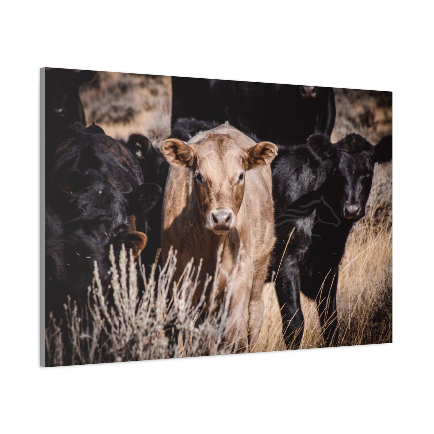 Baby Blonde Calf