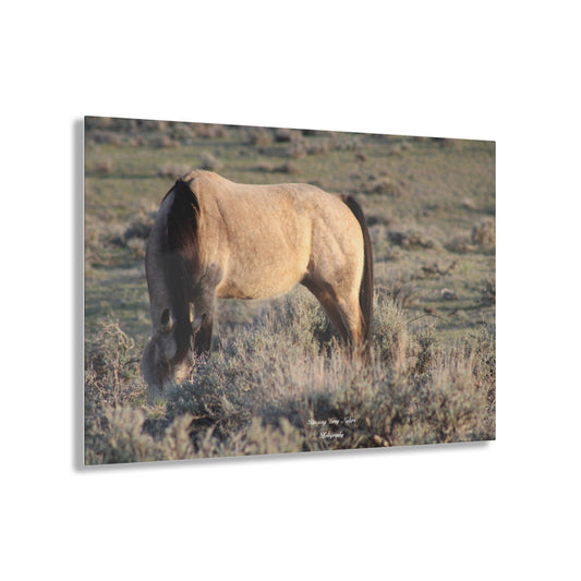 Buckskin Acrylic Prints