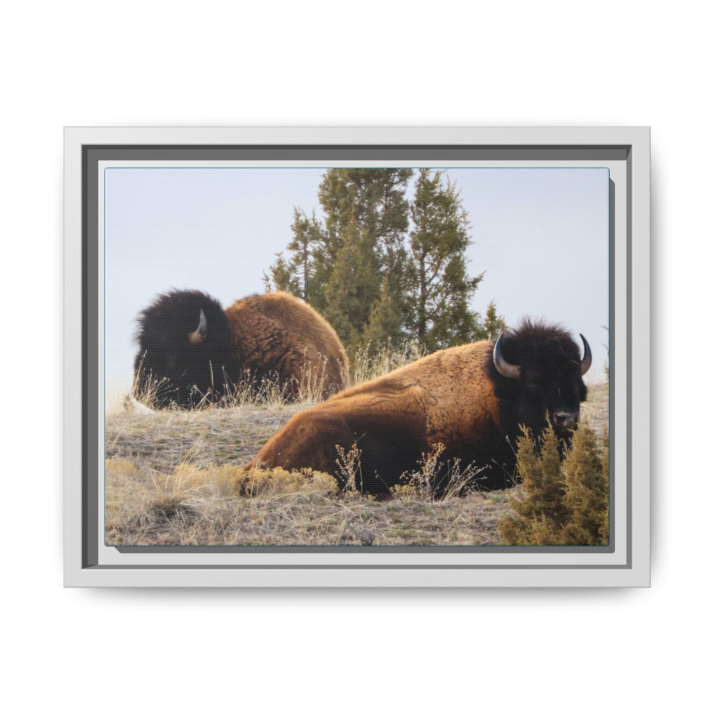 Two Bull Buffalo Framed Canvas
