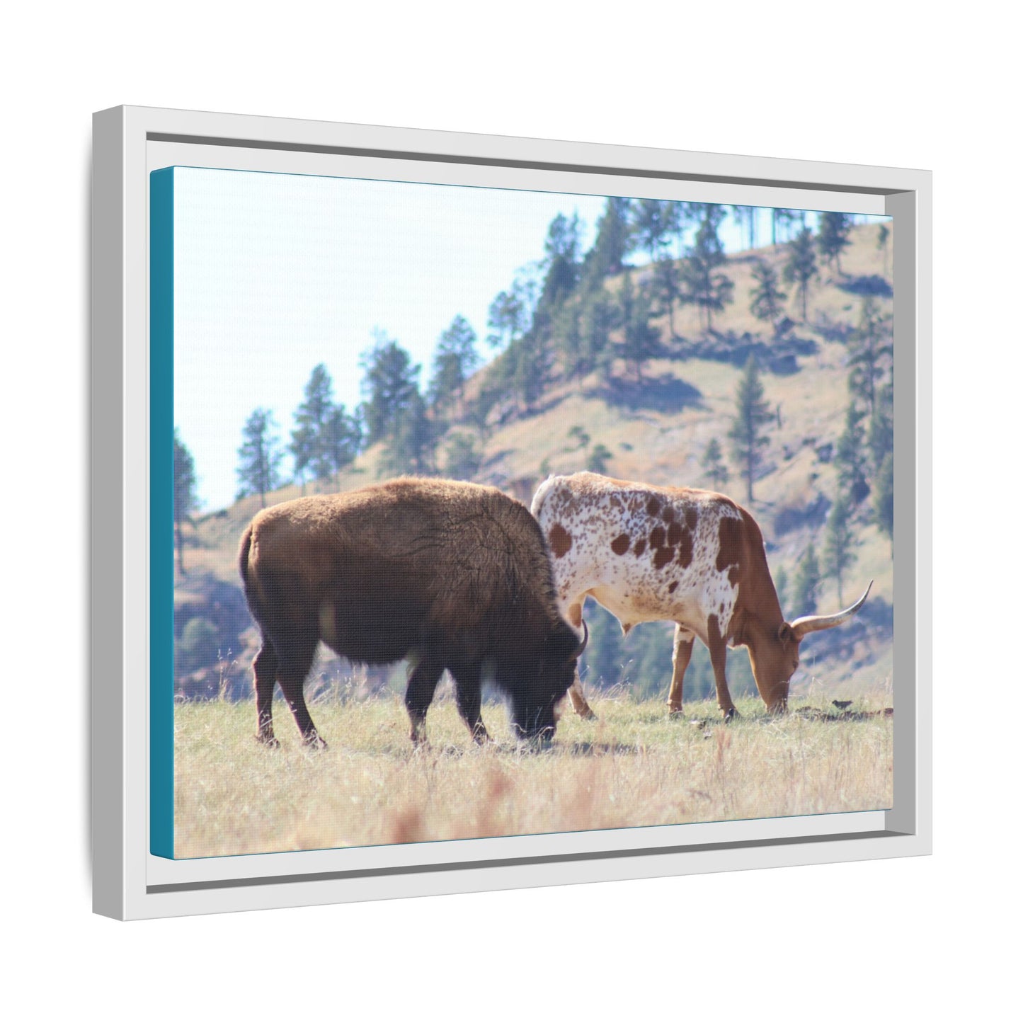 Long Horn and Buffalo Framed Canvas