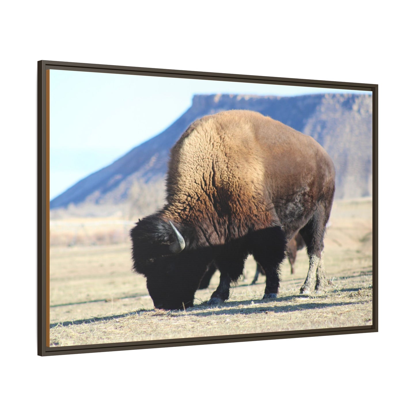 Big Daddy Buffalo Framed Canvas