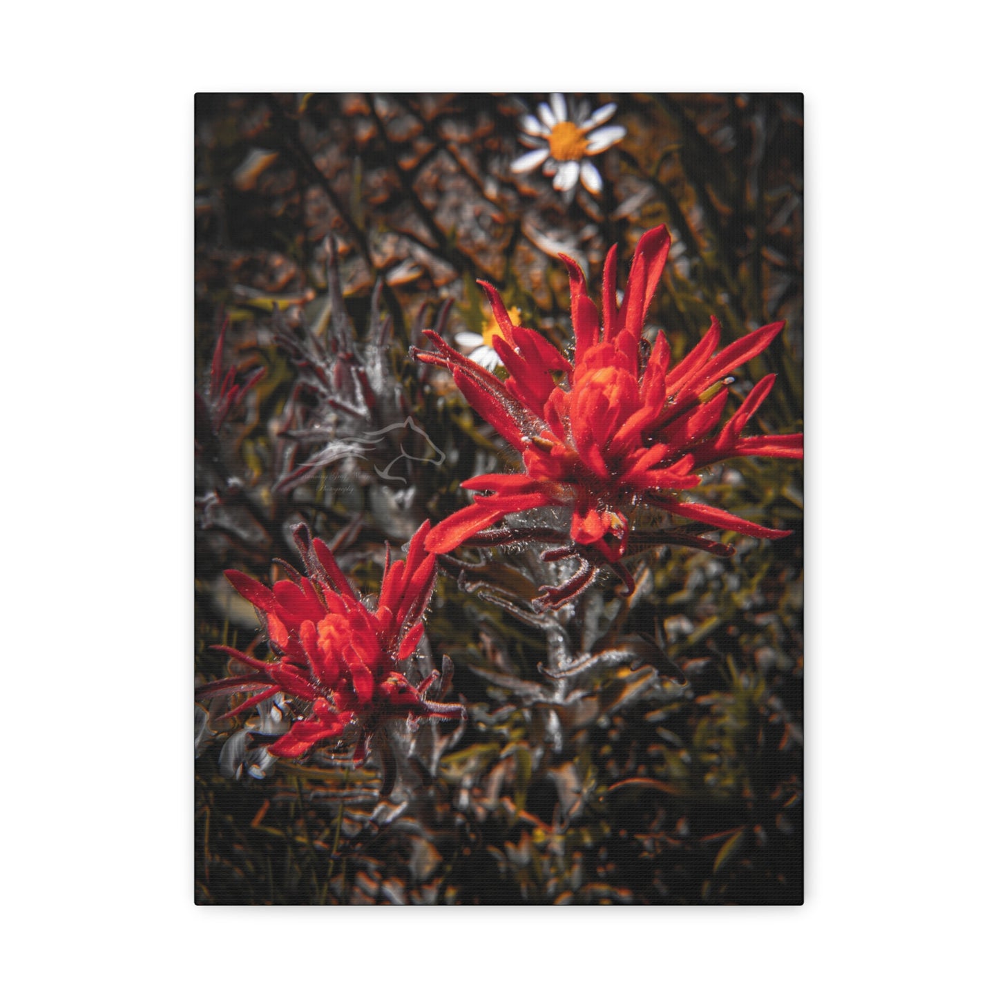 Black and Red Indian Paint Brush Canvas
