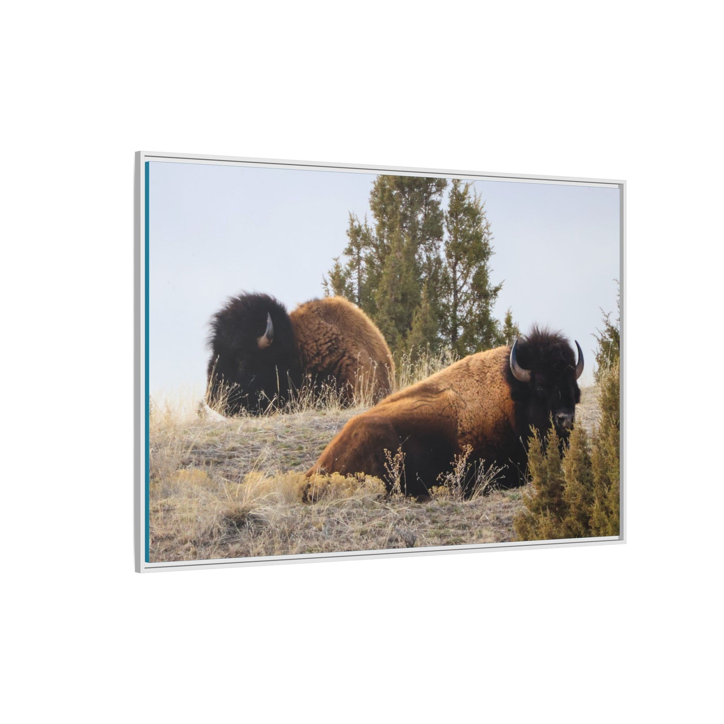 Two Bull Buffalo Framed Canvas