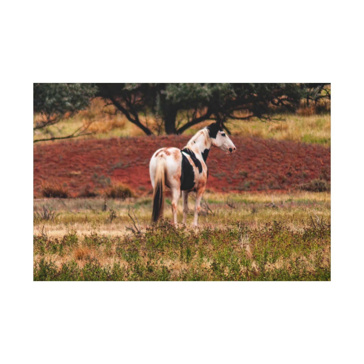 Painted Horse Canvas