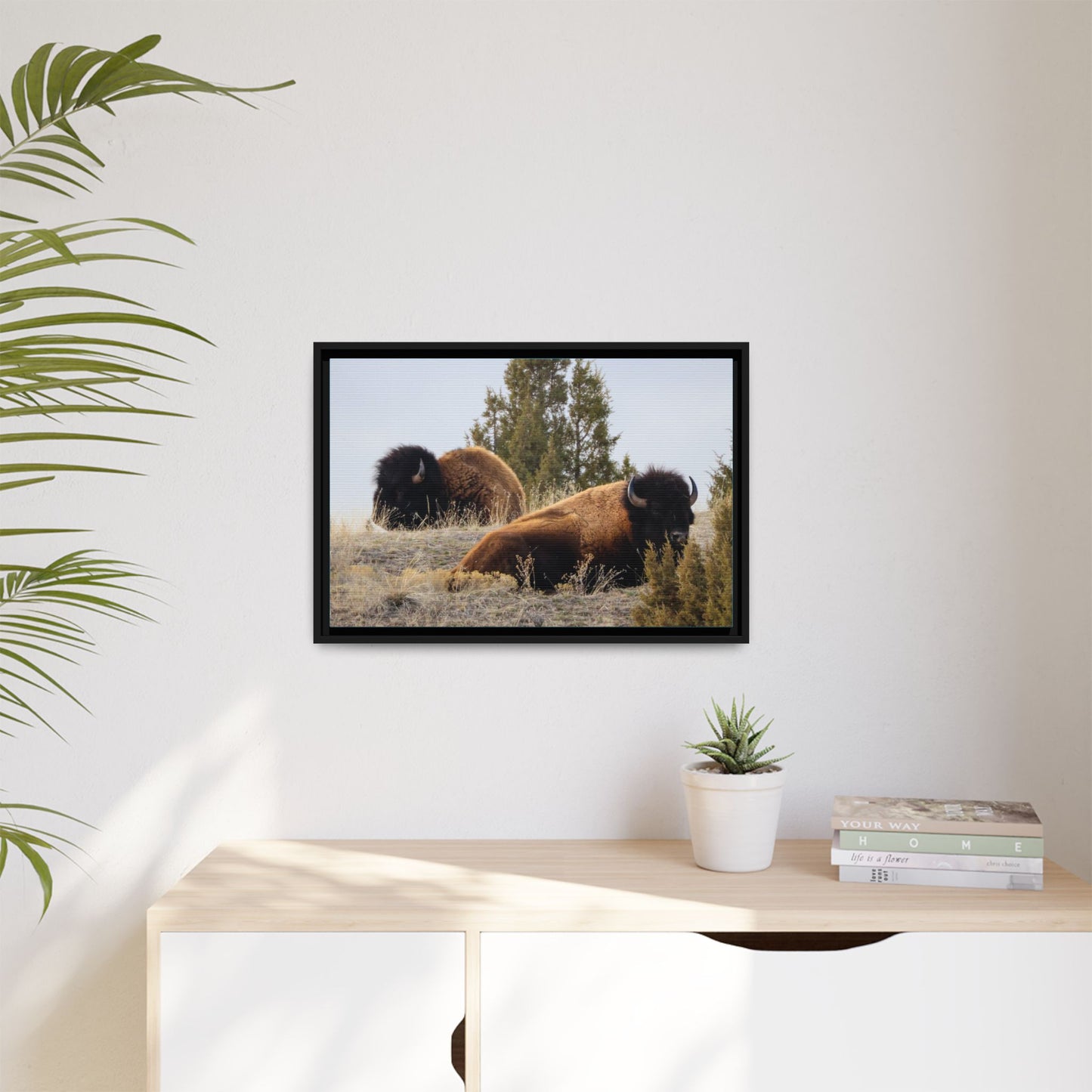 Two Bull Buffalo Framed Canvas