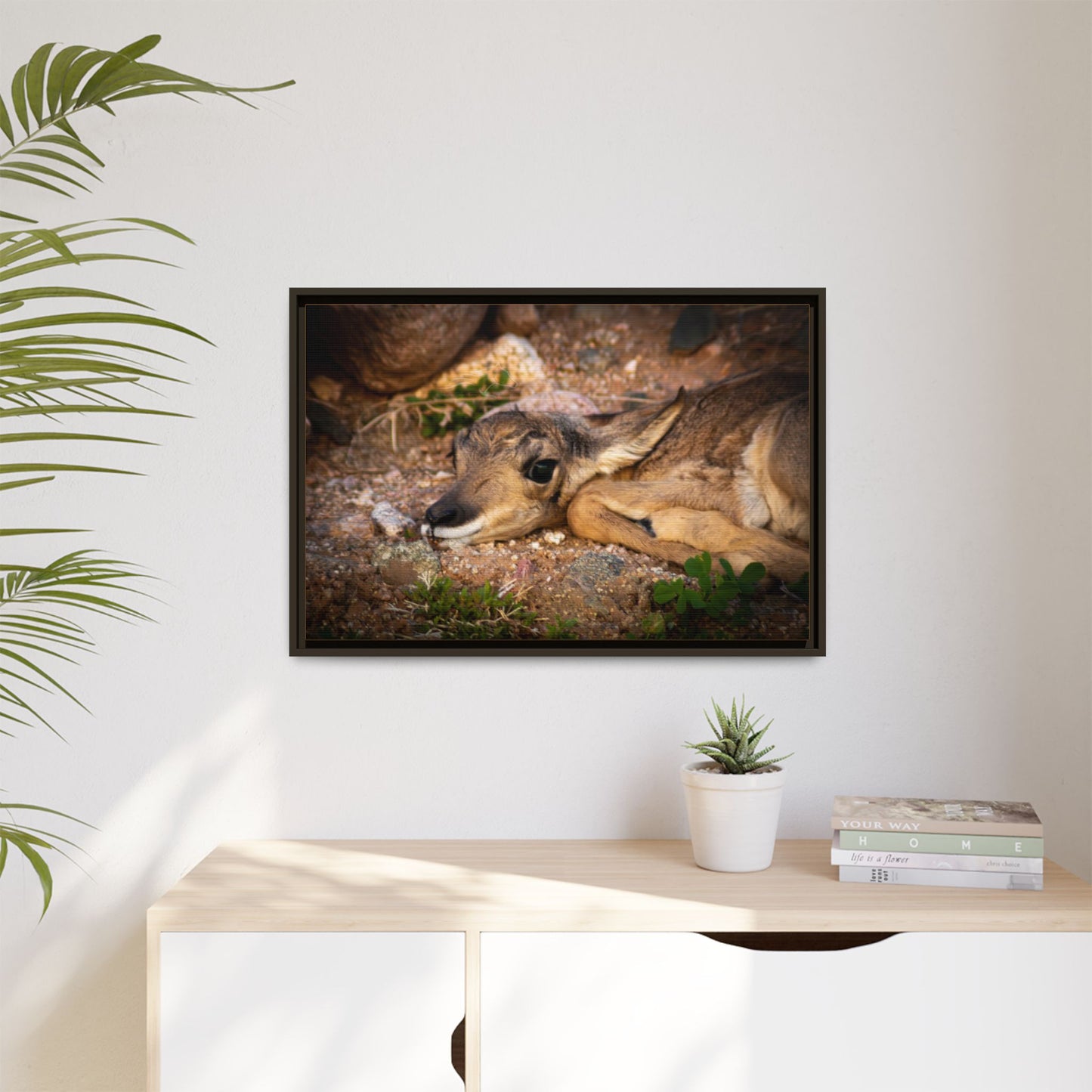 Baby Antelope Framed Canvas