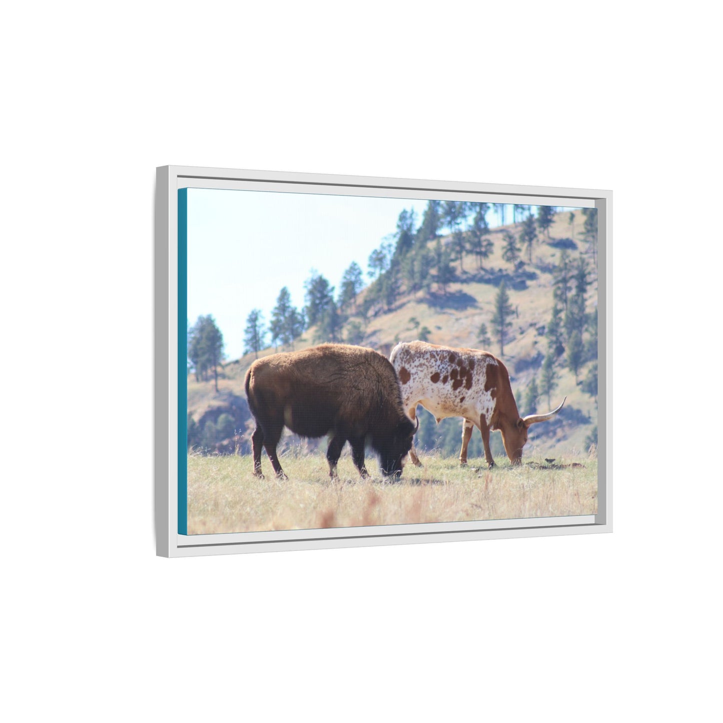 Long Horn and Buffalo Framed Canvas