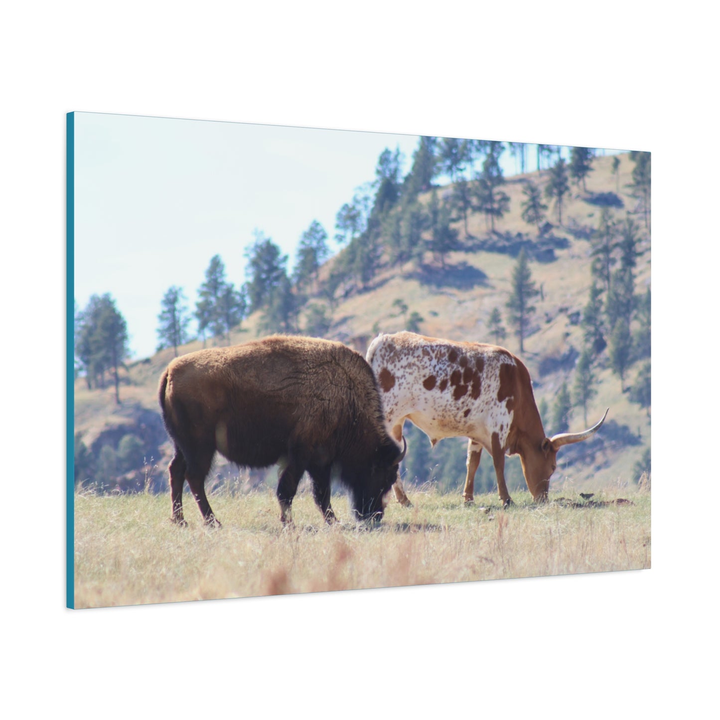 Long Horn and Buffalo Canvas
