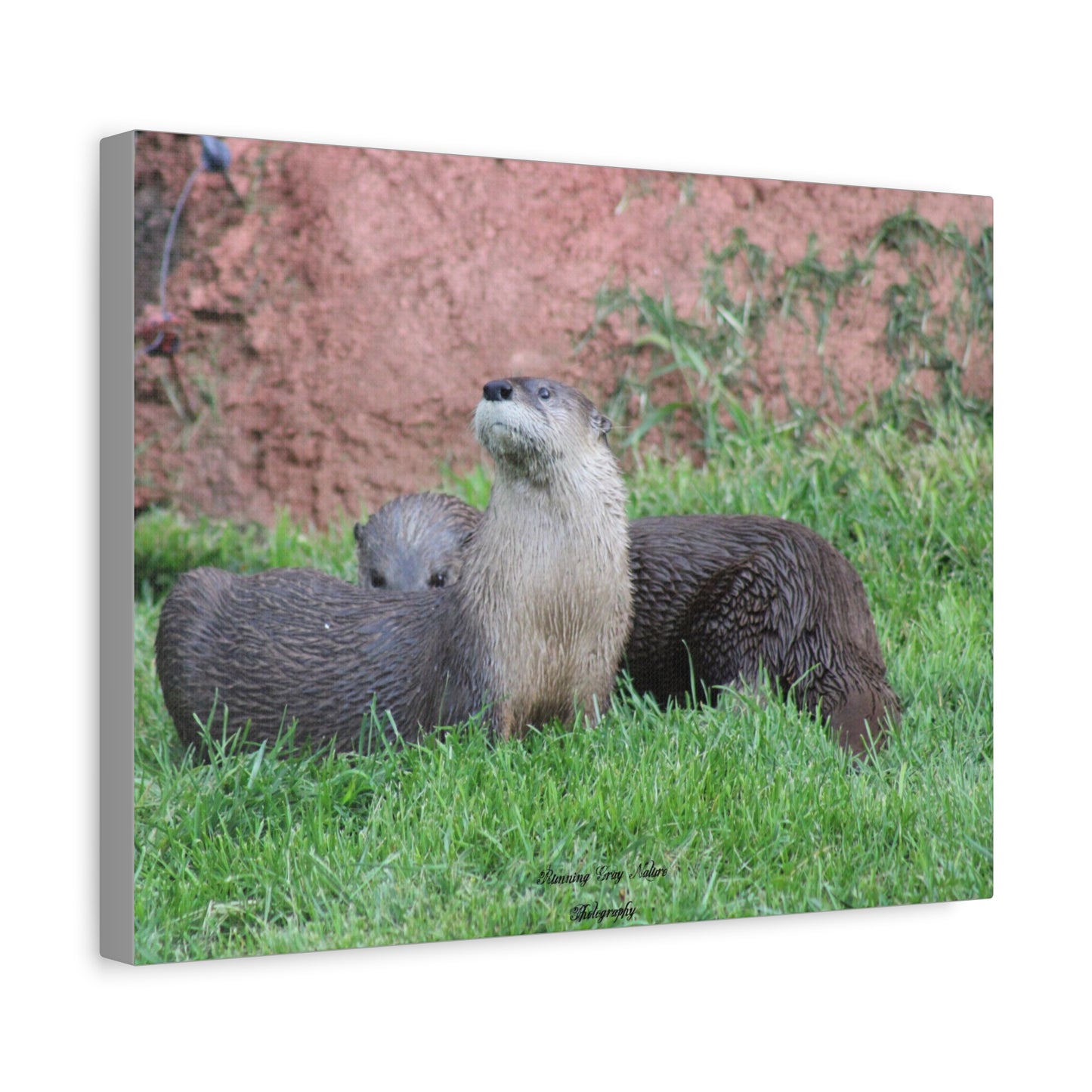 Otter Stare Matte Canvas, Stretched, 1.25"