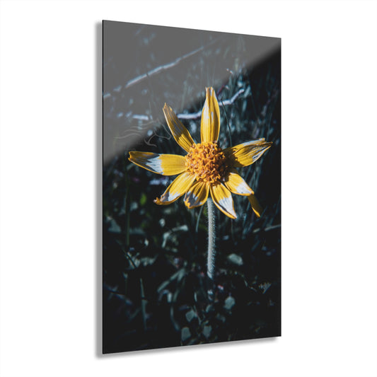 Parish's Goldeneye Acrylic