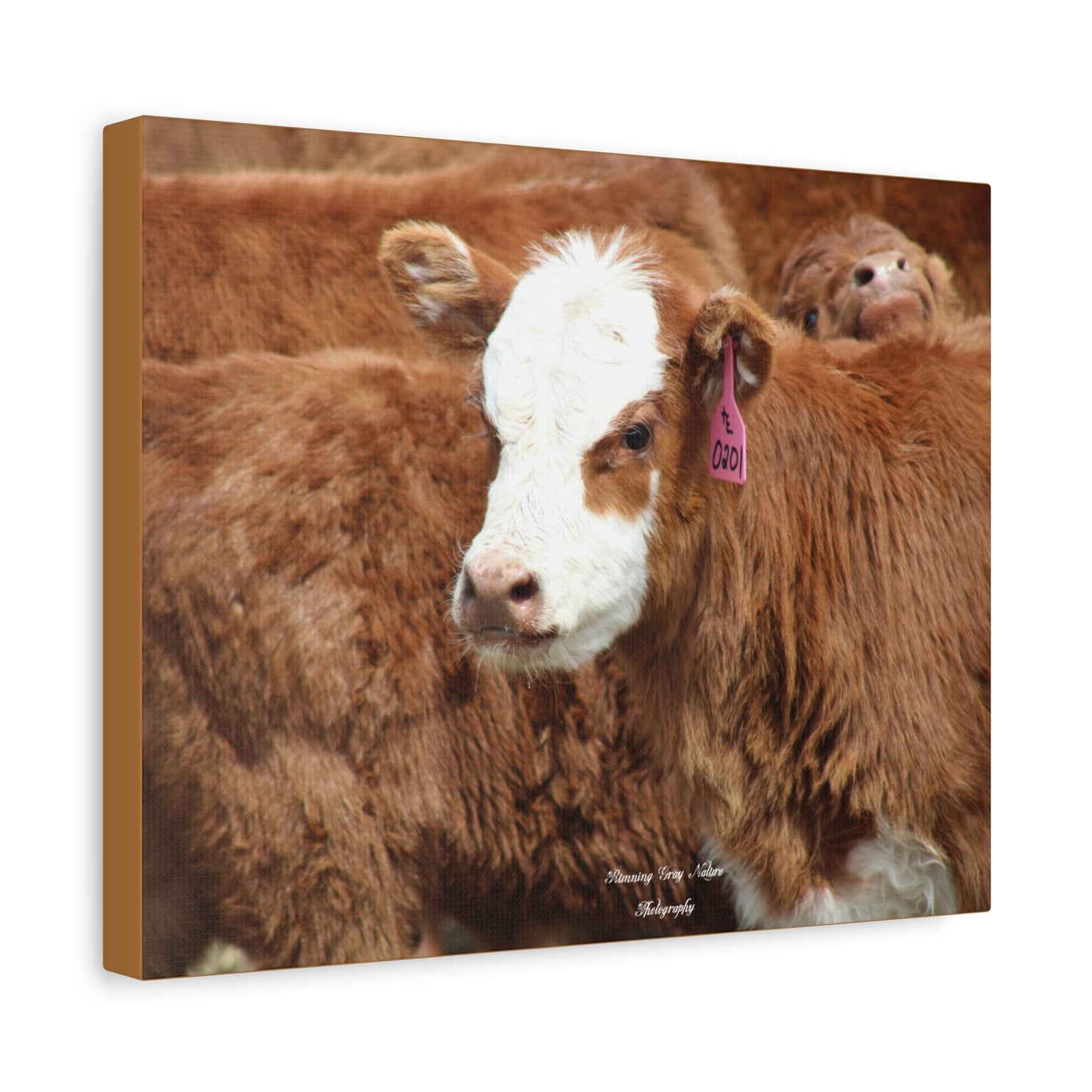 Red, White-Faced Calf Matte Canvas, Stretched, 1.25"