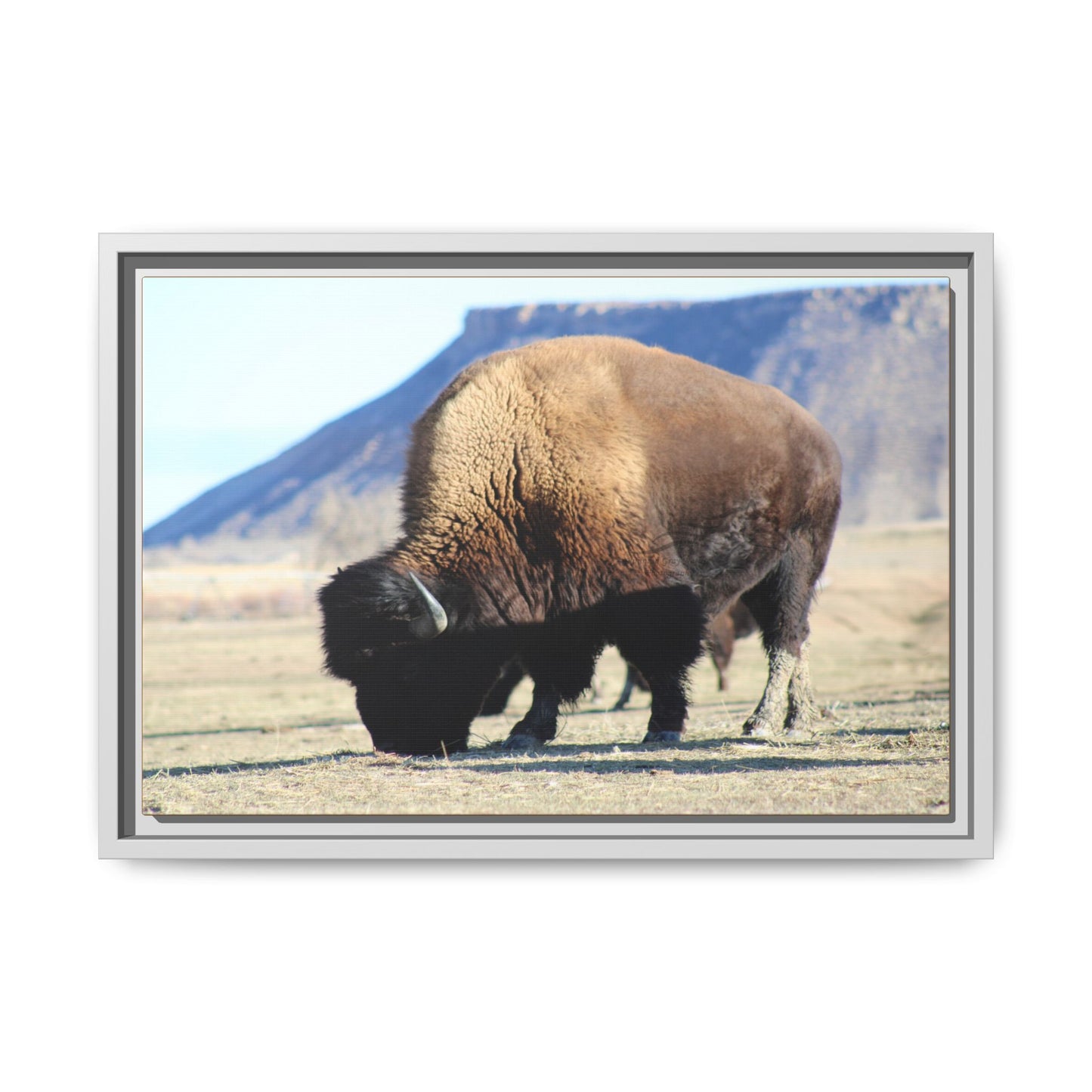 Big Daddy Buffalo Framed Canvas