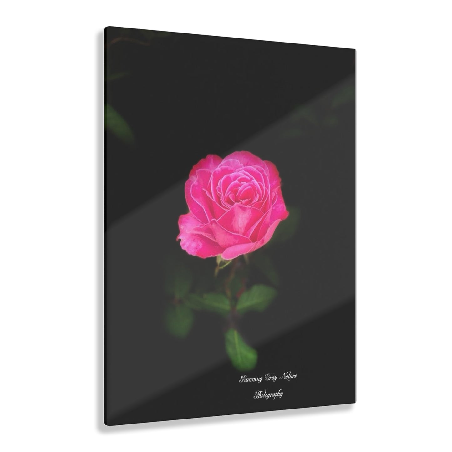 A Pink Peace Rose Acrylic Prints