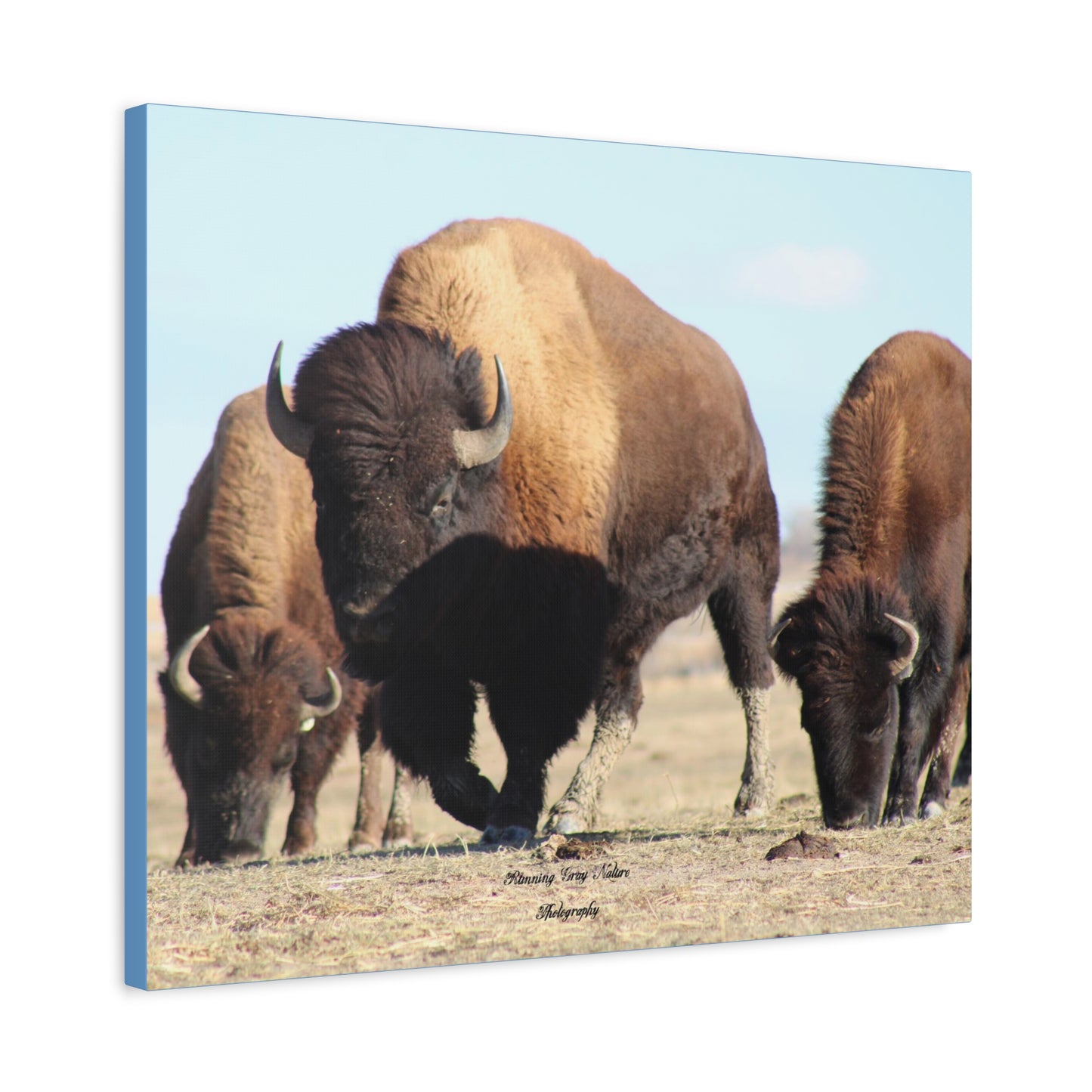 Buffalo Herd Matte Canvas, Stretched, 1.25"