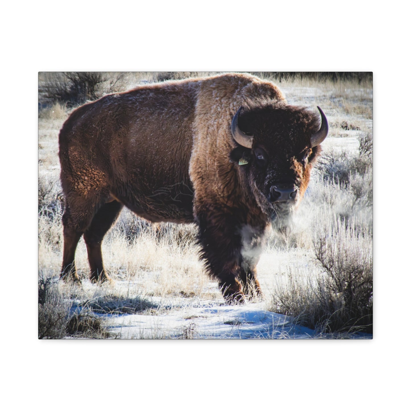 Early Morning Buffalo Canvas