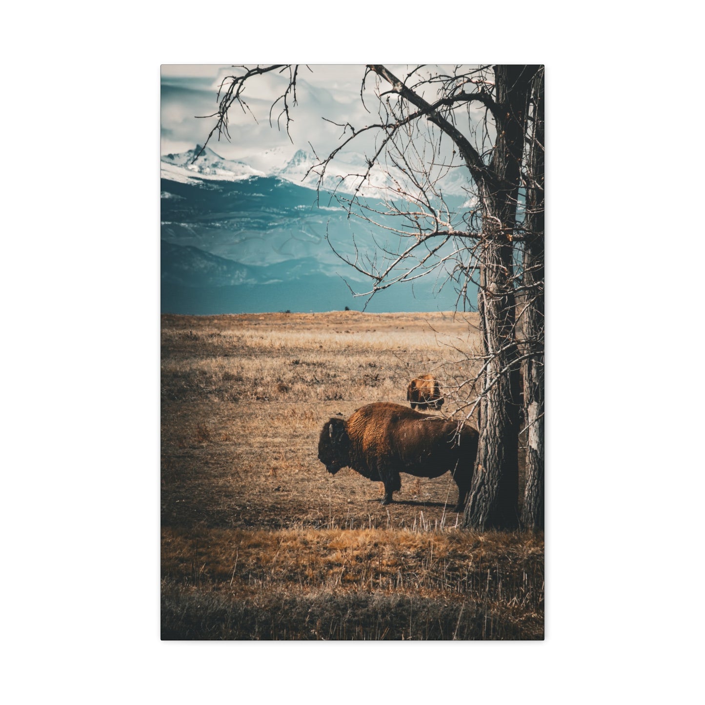 Rustic Bison Mountain Canvas