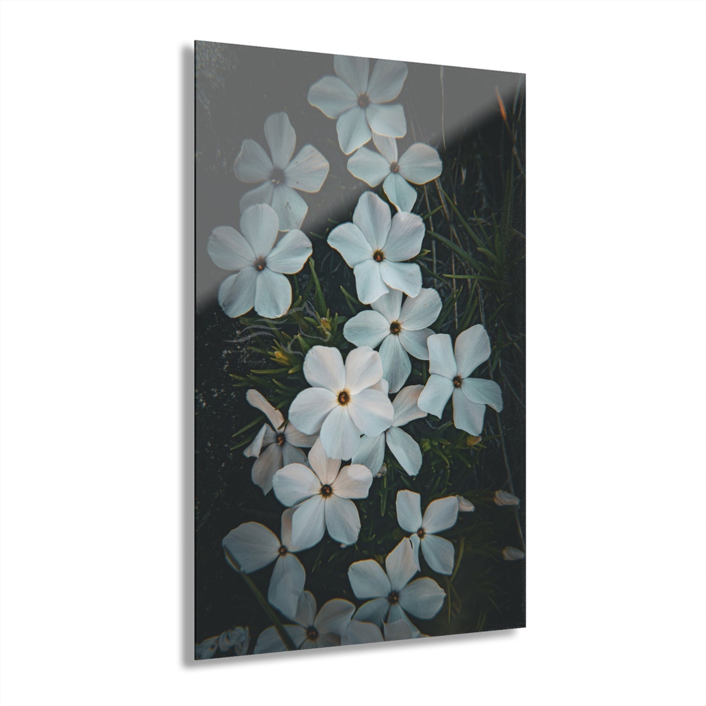 Rock Jasmine Acrylic