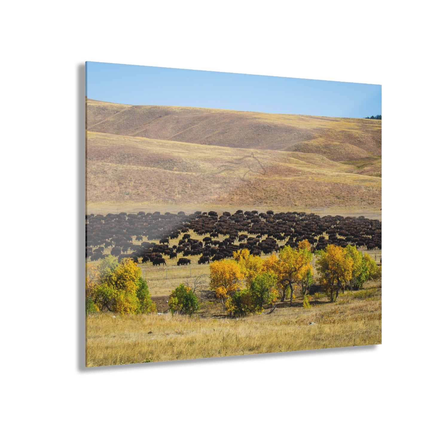 Final look Buffalo Round Up