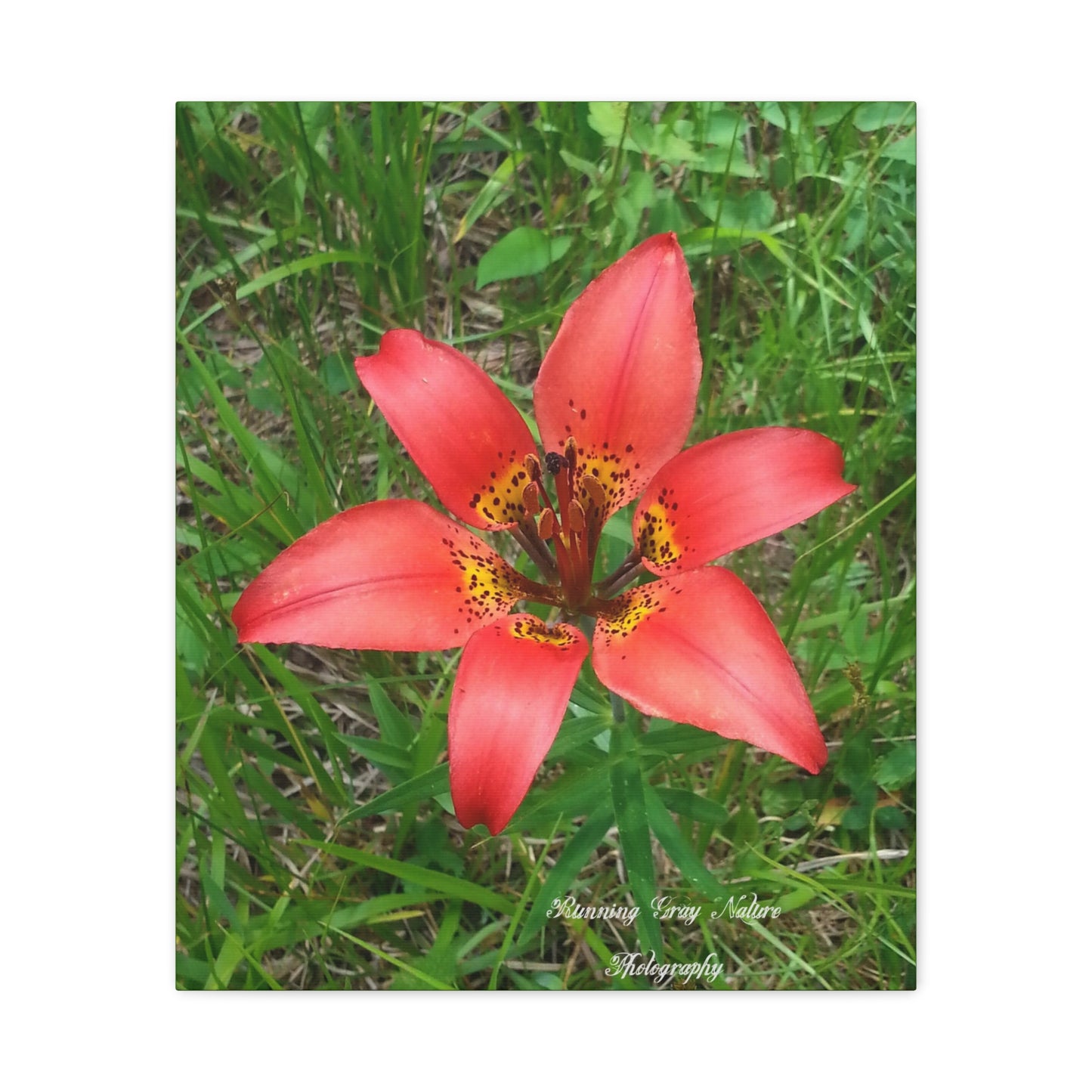 Red Tiger Lily Matte Canvas, Stretched, 1.25"