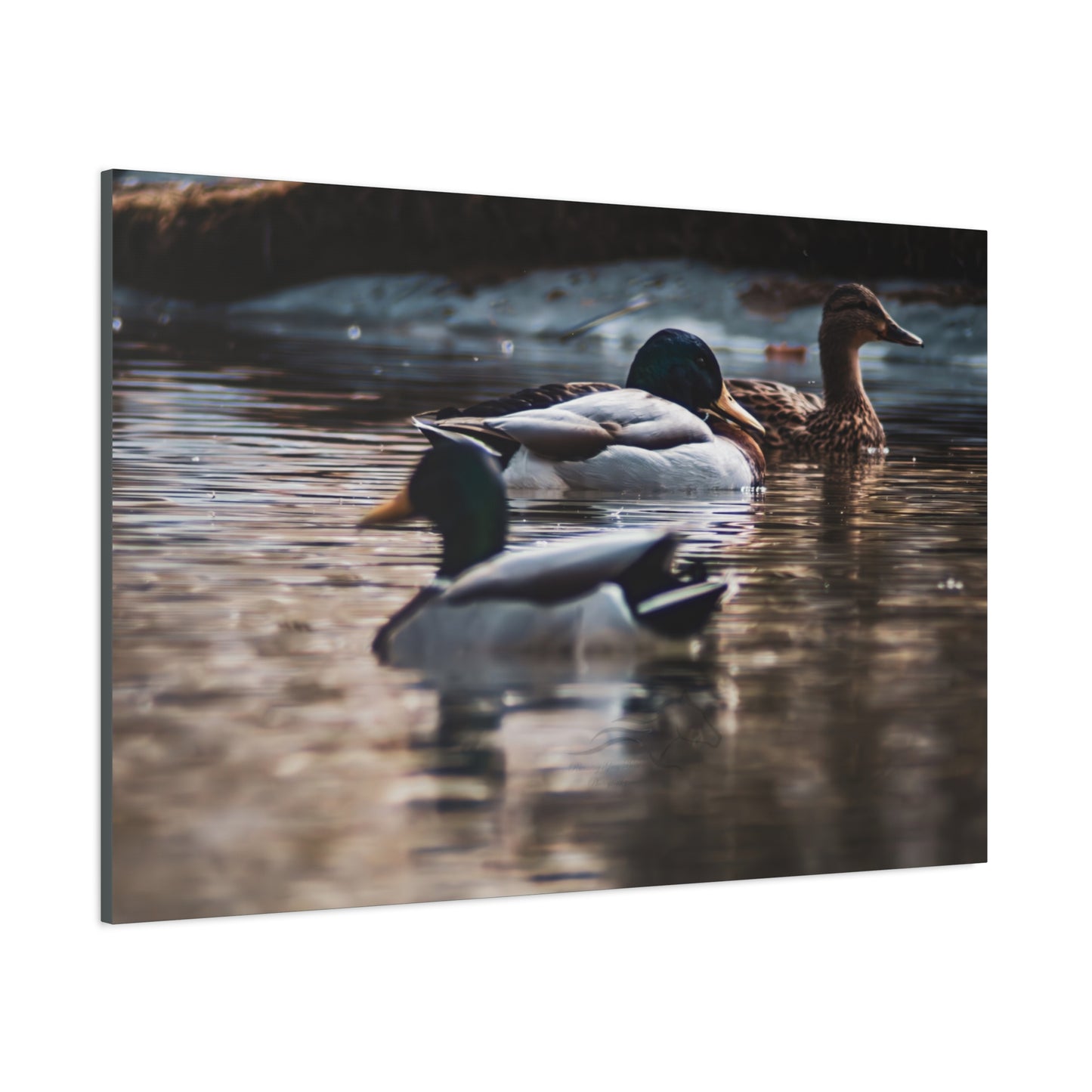 Mallard Ducks Canvas
