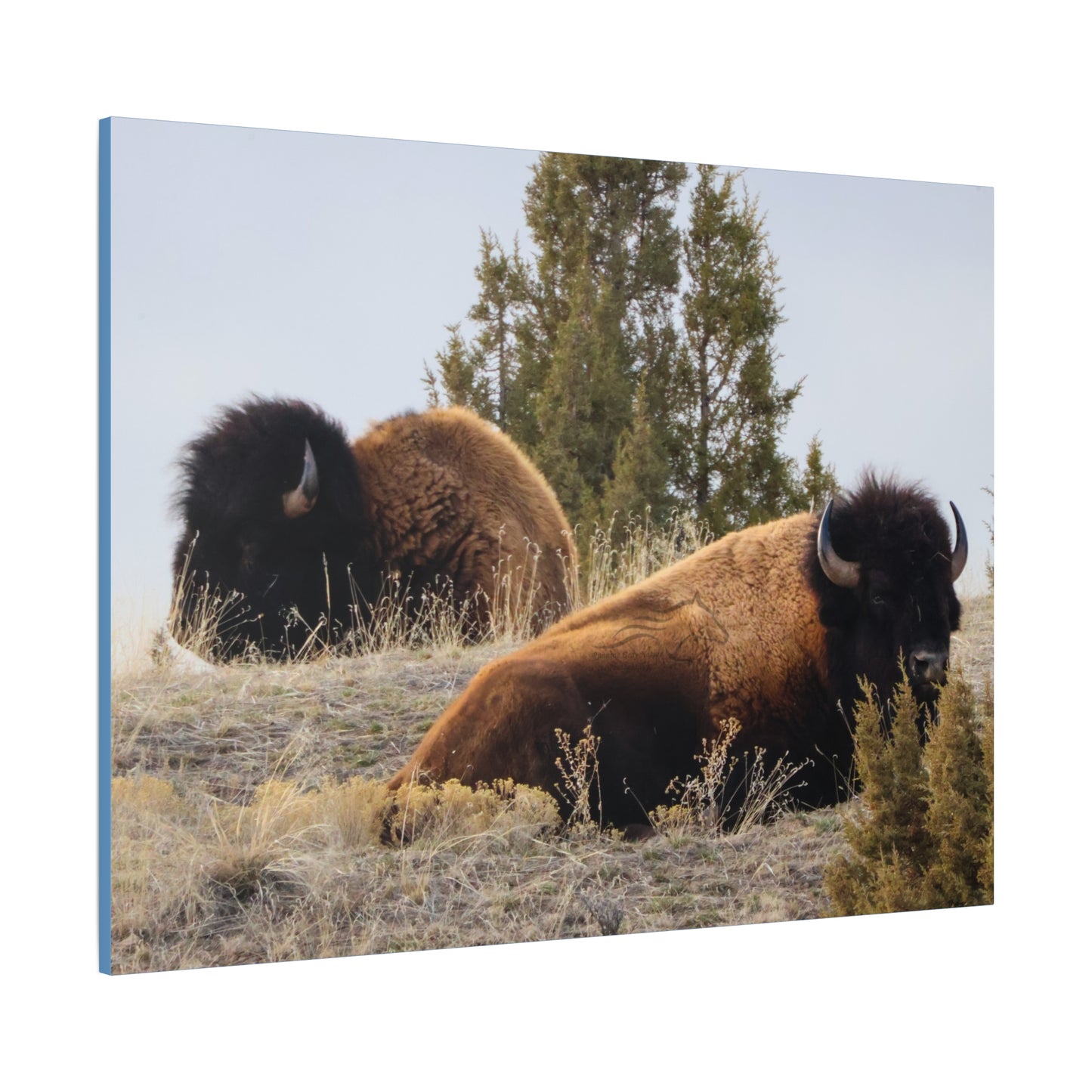 Two Bull Buffalo Canvas