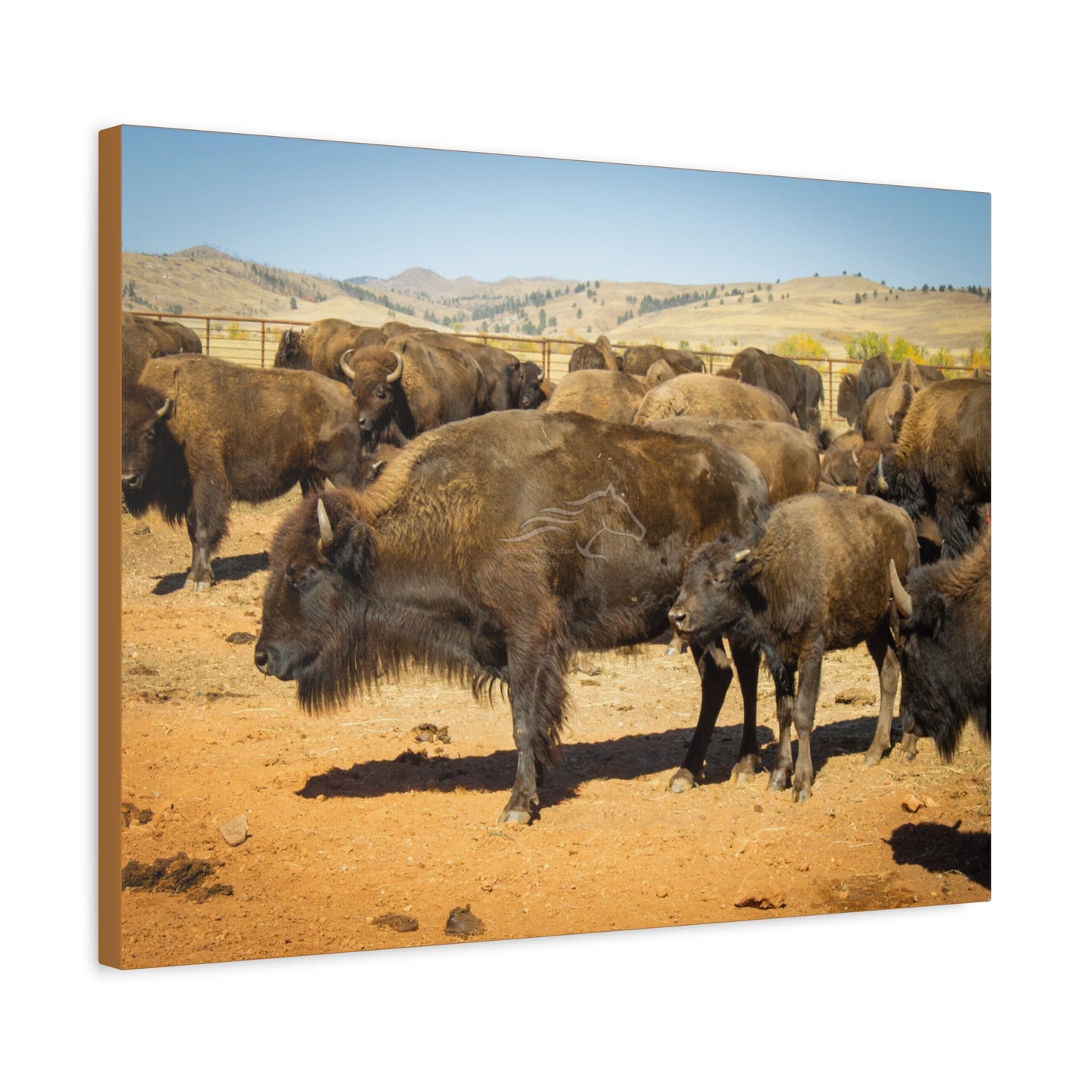 Momma and Baby Buffalo Canvas