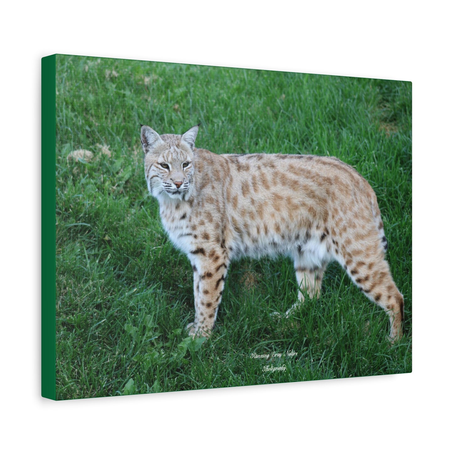 Bobcat Matte Canvas, Stretched, 1.25"