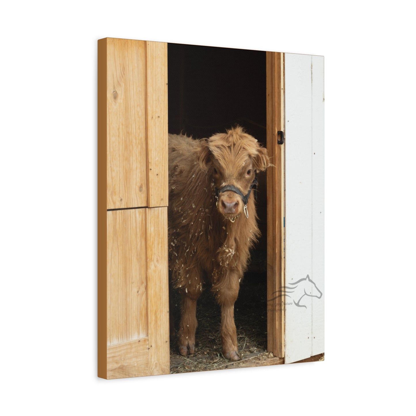 Little Highlander Canvas