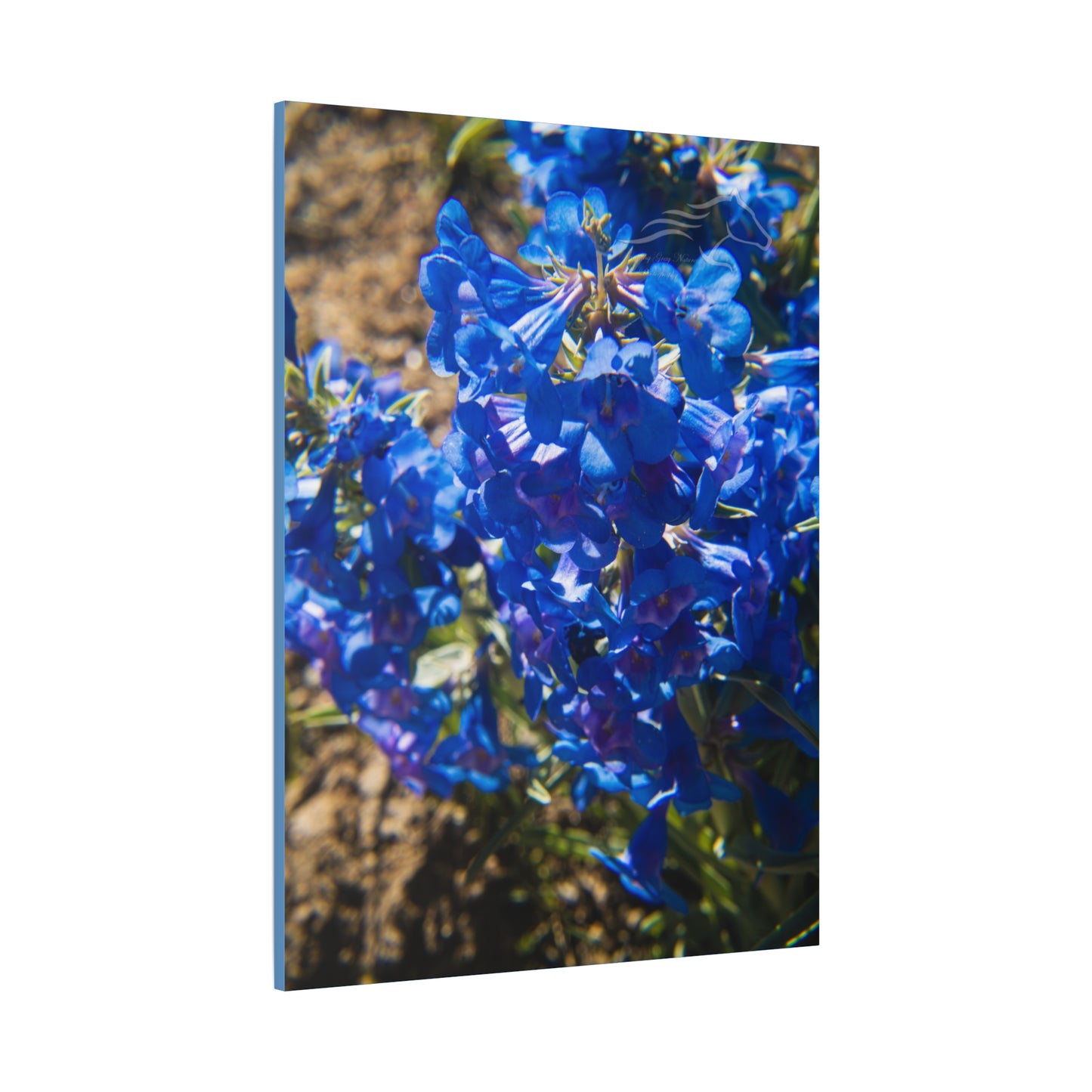 Rocky Mountain Beardtongue Canvas