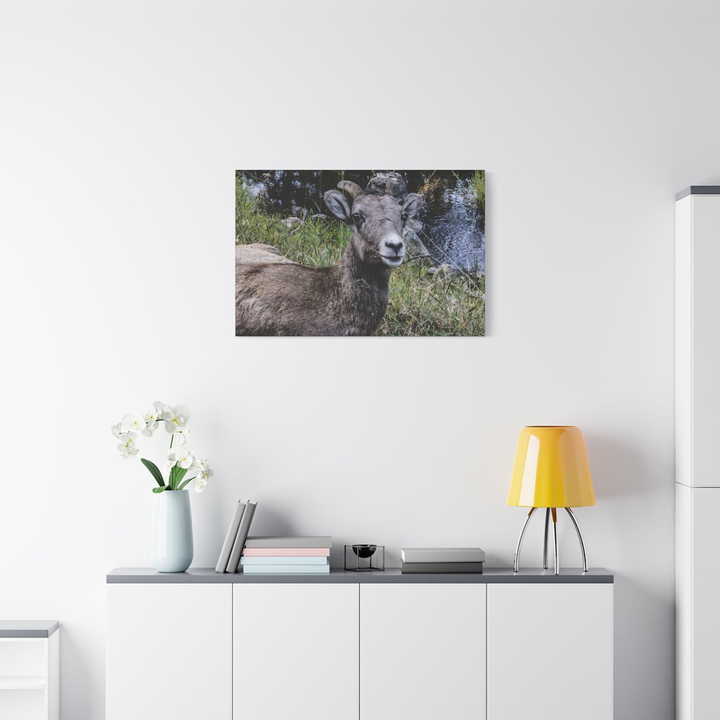 Big Horn Sheep Canvas