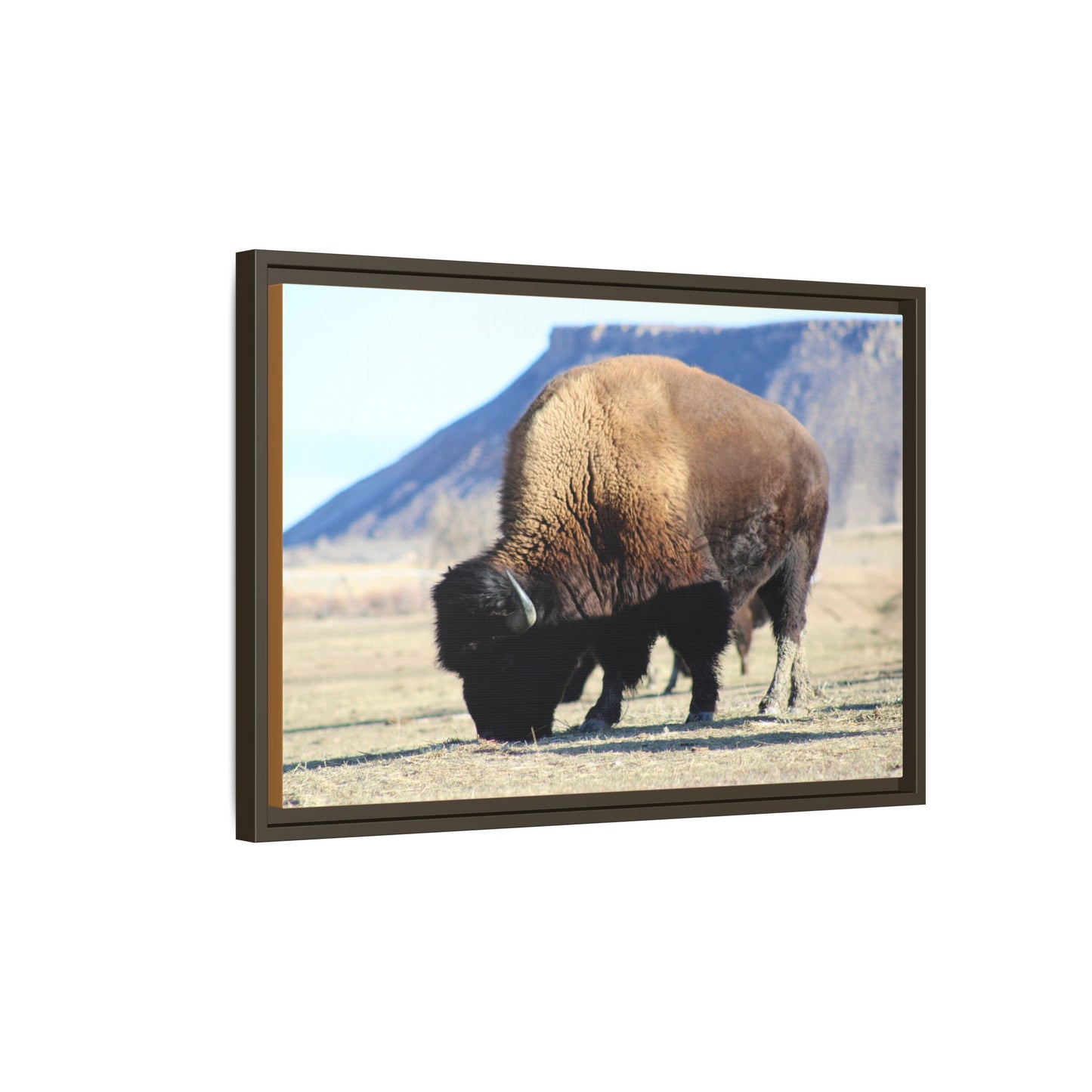 Big Daddy Buffalo Framed Canvas