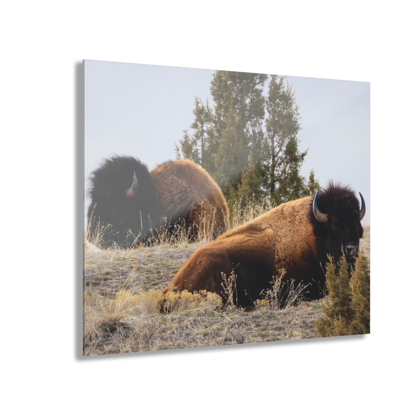 Two Bull Buffalo Acrylic
