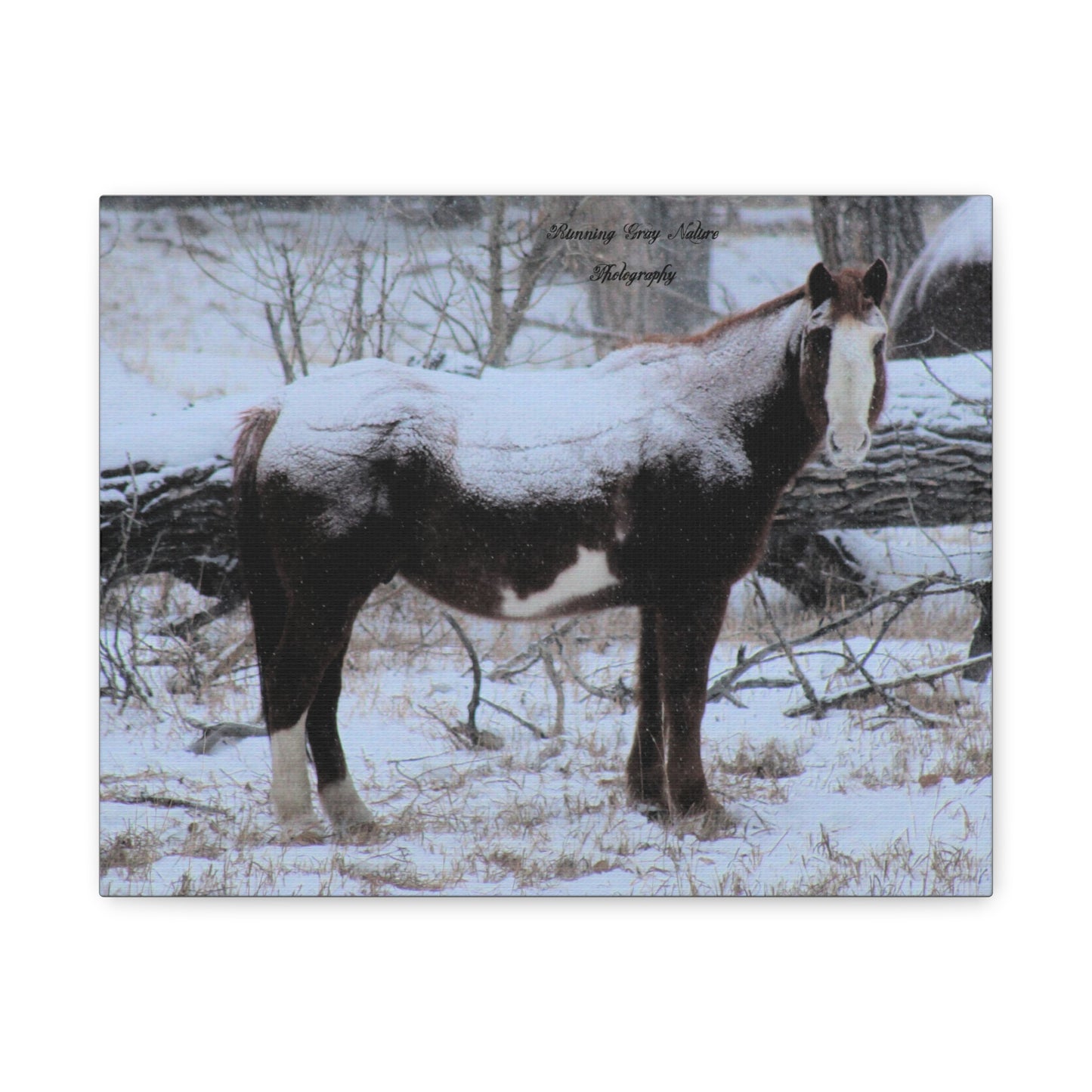 Snow Blanket Horse Matte Canvas, Stretched, 1.25"