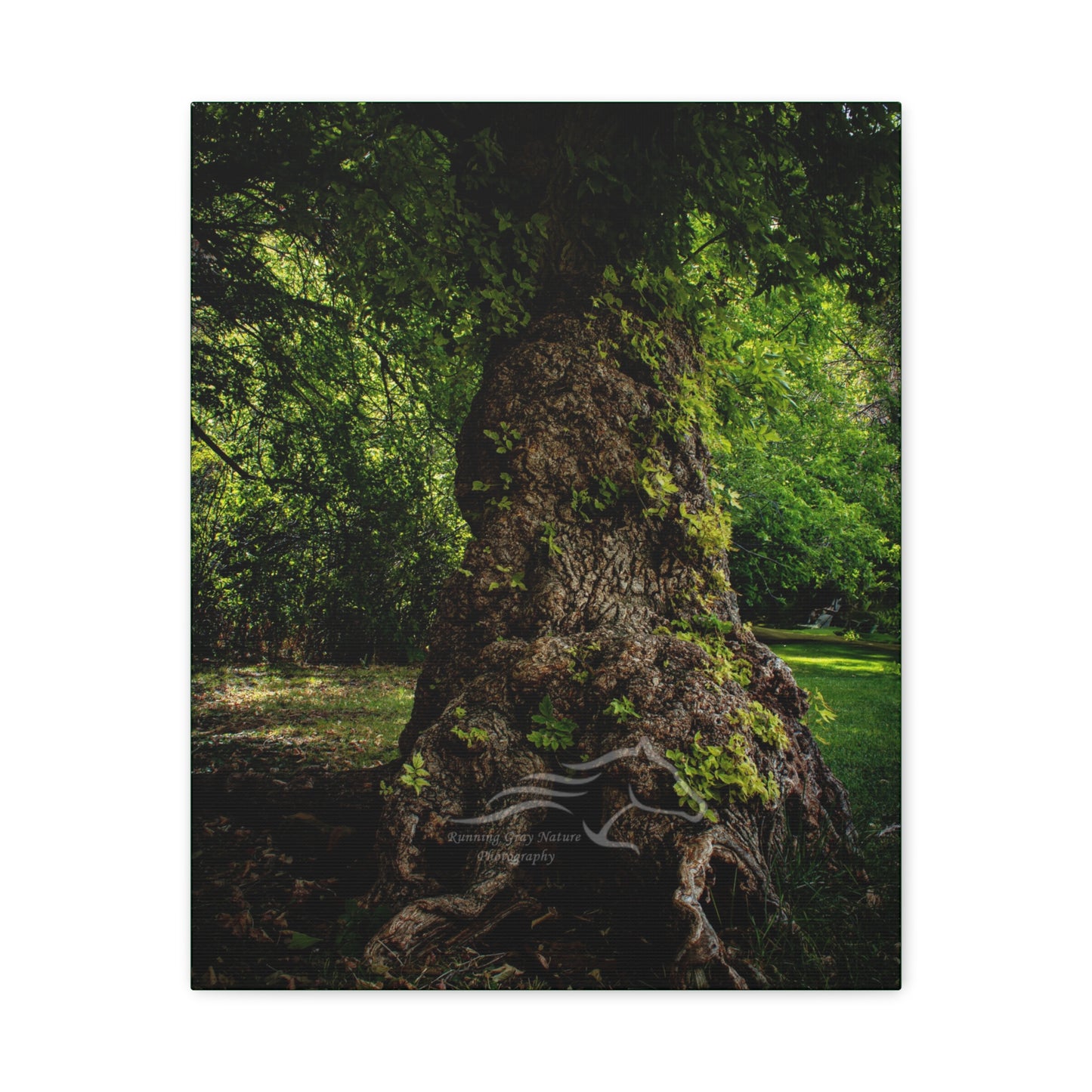 Natural Green Tree Canvas