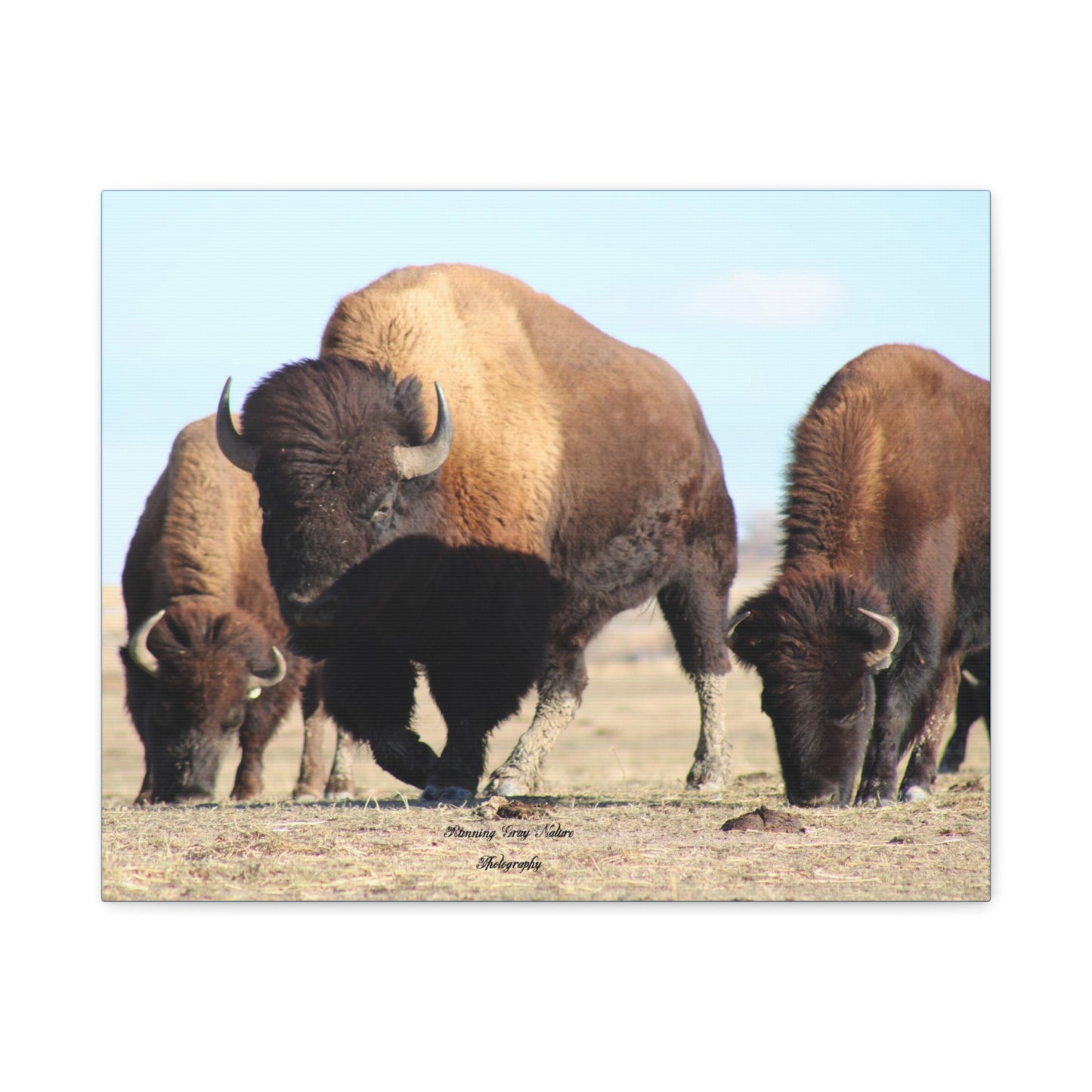 Buffalo Herd Matte Canvas, Stretched, 1.25"