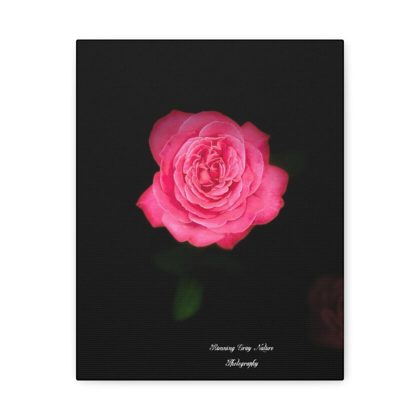 Pink Peace Rose Matte Canvas, Stretched, 1.25"