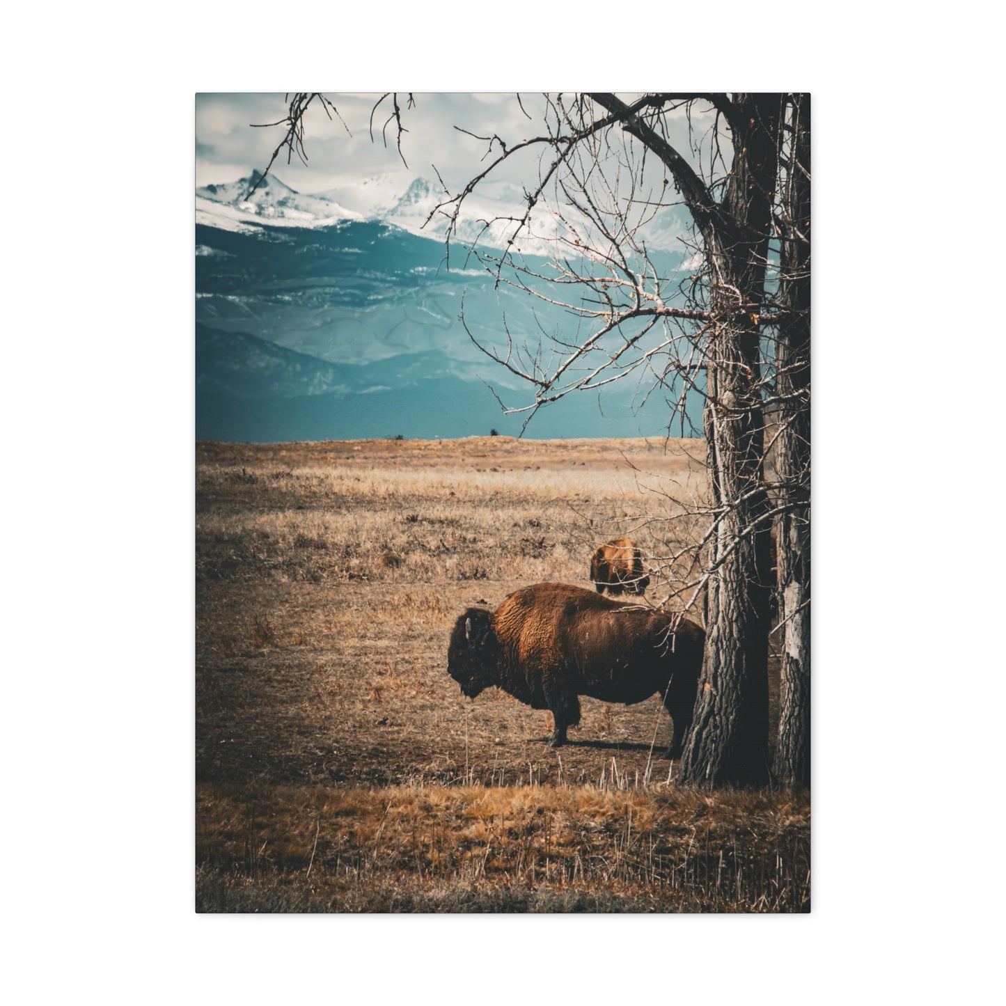 Rustic Bison Mountain Canvas