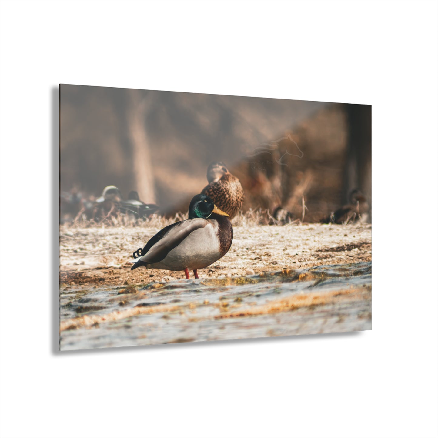 Nature-Inspired Duck Acrylic