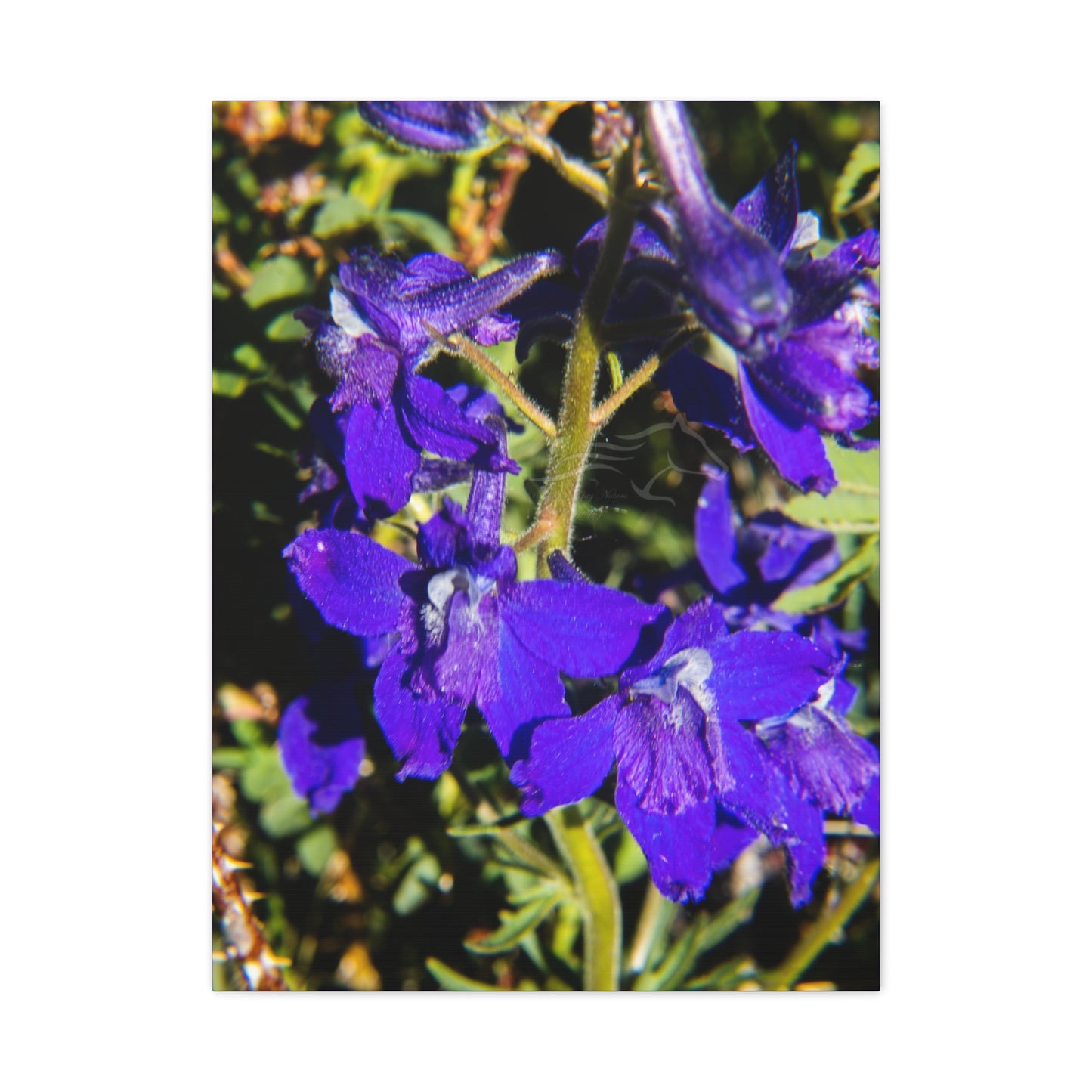 Royal Larkspar Canvas