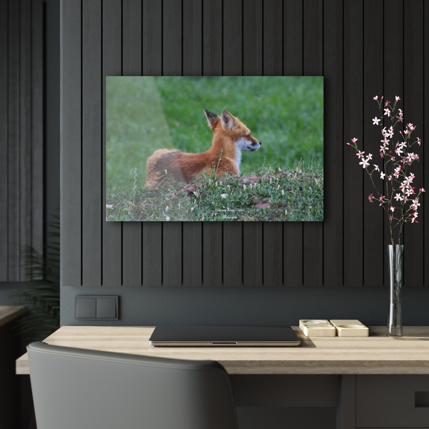 Red Tail Fox Acrylic Prints